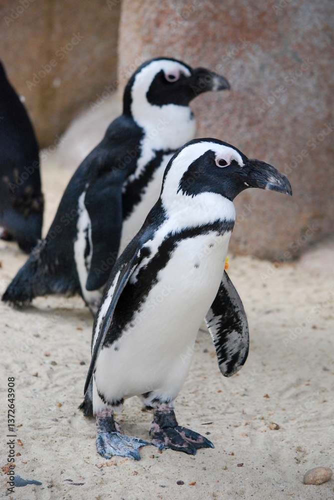 Obraz premium penguins bird in zoo