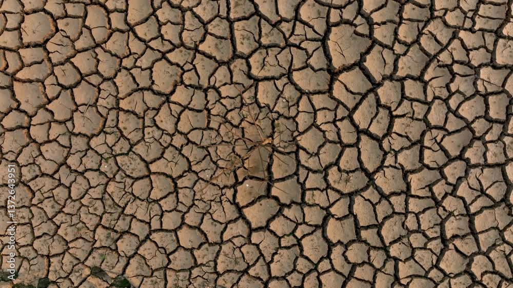 Dead tree on cracked earth, drone footage of extreme drought