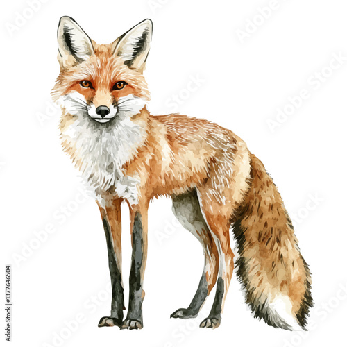 A watercolor vector of a pampas fox, isolated on a white background. Pampas fox vector.

