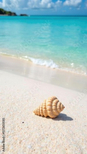 A shell on the sand by the ocean