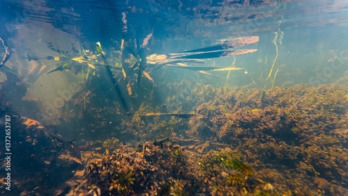 low visibility dirty water, pondweed in organic particle mud, fast flow shallow freshwater river Buher in Lityn, chlorella green algae bloom underwater, silt sediment substrate, bur-reed swamp plant