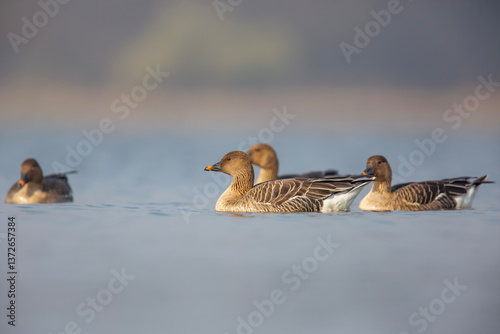 Gęś zbożowa, taiga bean goose (Anser fabalis)	
