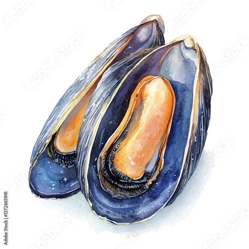 A watercolor vector of a mussel, isolated on a white background. Mussel vector.

