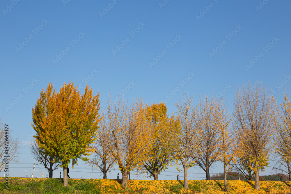 Fototapeta premium Autumn at Gingko Tree Road