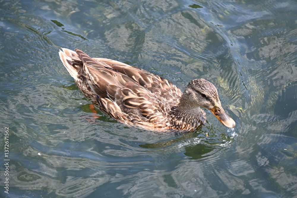 duck in water duck in water
