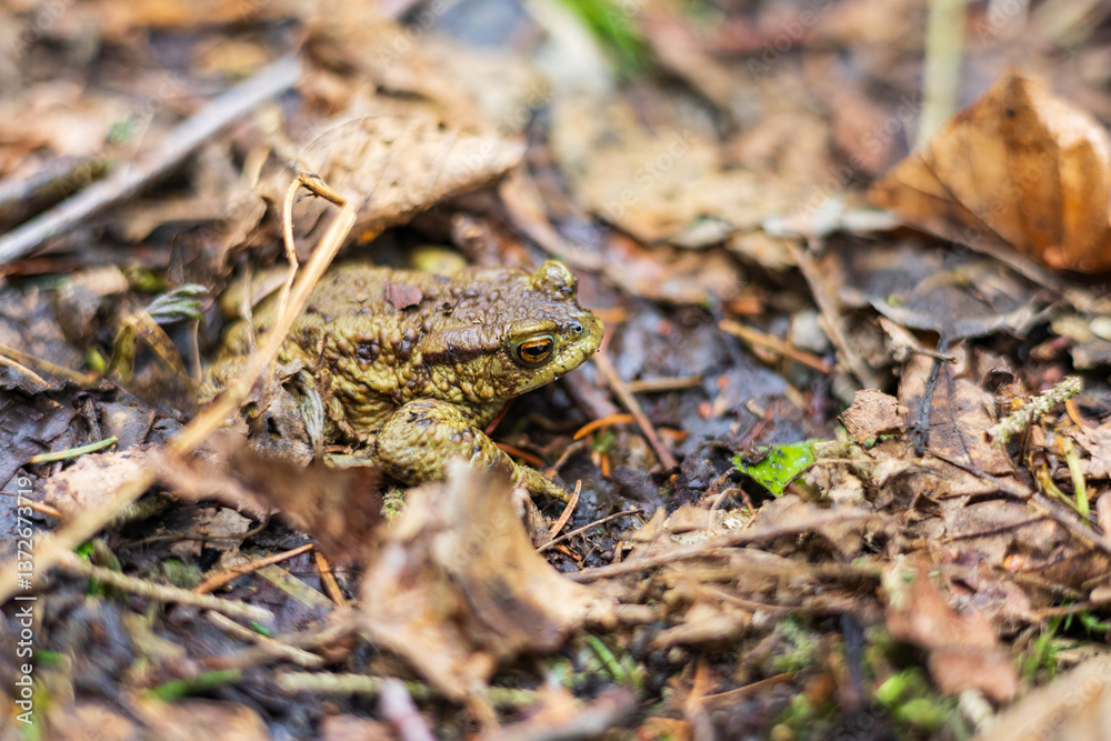 Frog in the forest Frog in the forest