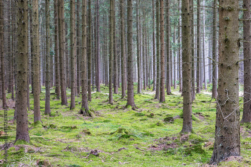Naklejka premium Spring forest 