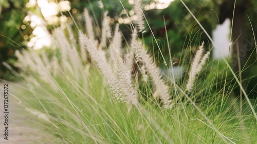 A close-up of feathery wild grass swaying gently in the warm sunlight. The blurred background and natural lighting create a serene and tranquil atmosphere.