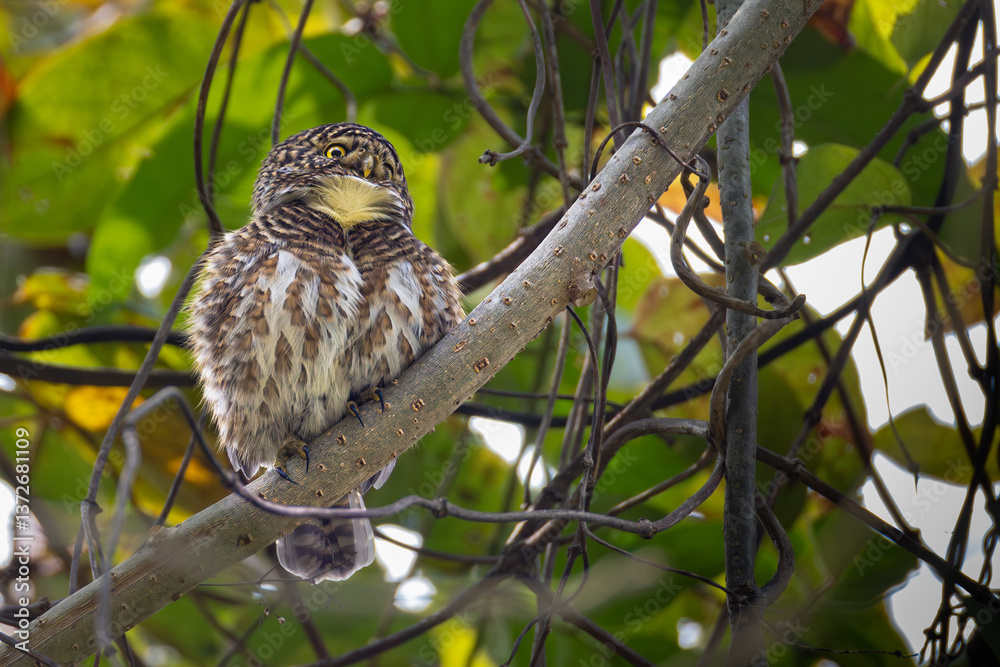 Obraz premium Collared Owlet