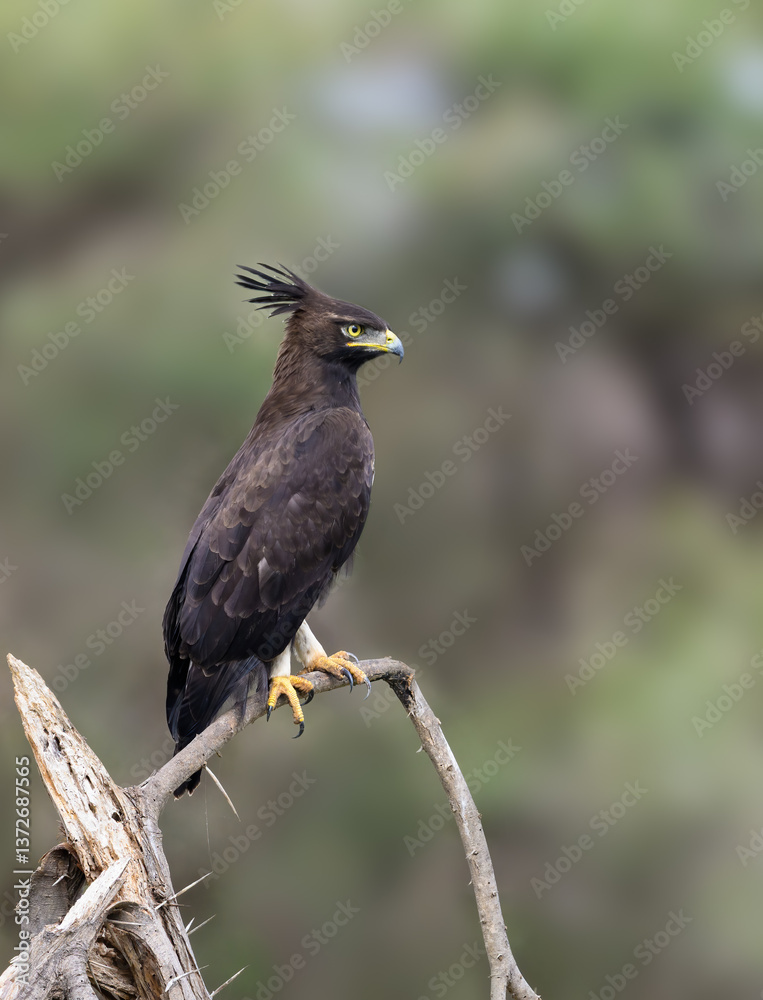 Obraz premium Long-Crested Eagle Perched on Branch 