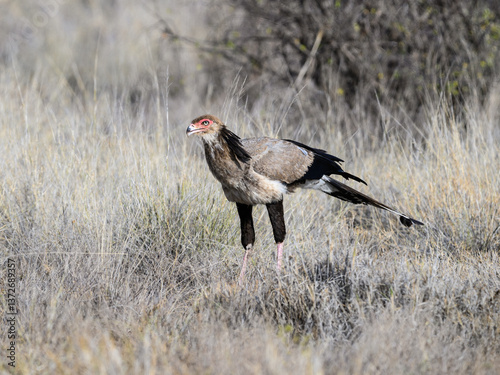 Secretarybird hunched forward in hunting posture, scanning the grassland