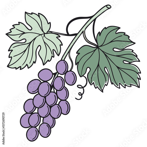 Grapes with Green Leaves on a Vine  