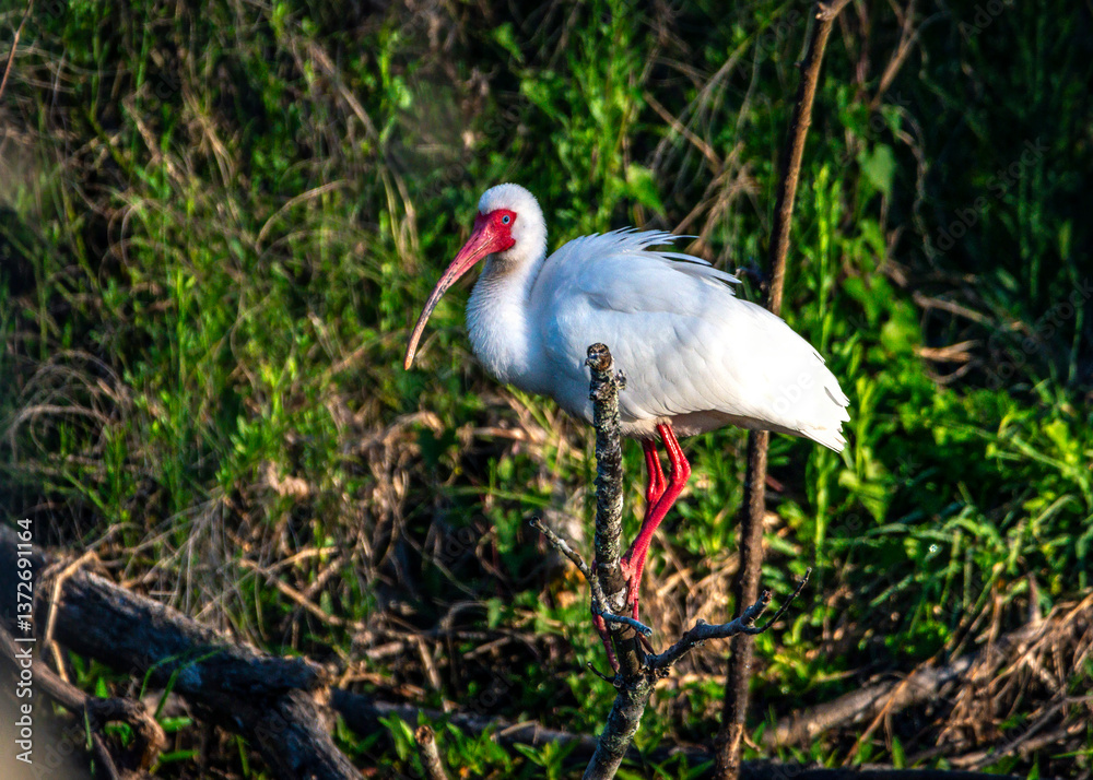 Fototapeta premium White Ibis at Brazos Bend State Park