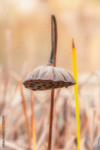 Close-up of a dried lotus pod