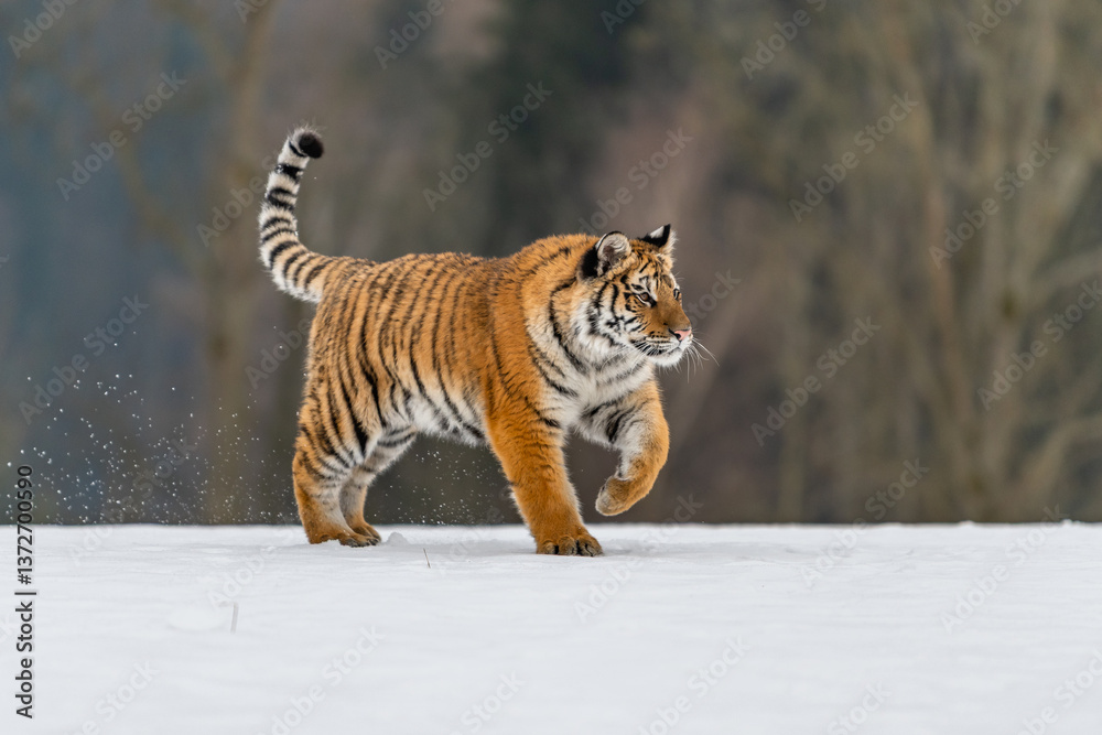 Obraz premium Siberian Tiger running in snow. Beautiful, dynamic and powerful photo of this majestic animal. Set in environment typical for this amazing animal. Birches and meadows