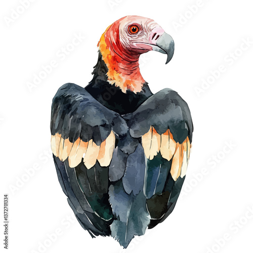 A watercolor vector of a king vulture, isolated on a white background. King vulture vector.

