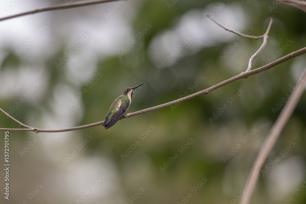 Fototapeta premium Hummingbird(Trochilidae)Flying gems ecuador costa rica panama