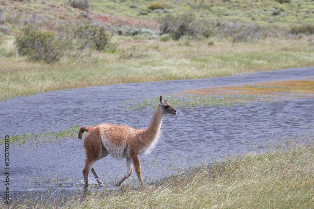 Fototapeta premium Guanaco close up photo in Peninsula Valdes, Patagonia, Argentina