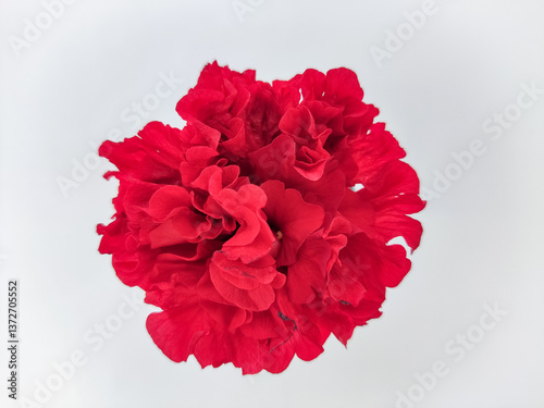 Wallpaper Mural Red flower with ruffled petals forming a dense, intricate shape against a white background. Vibrant color and delicate texture highlight the beauty of nature and floral elegance. Torontodigital.ca