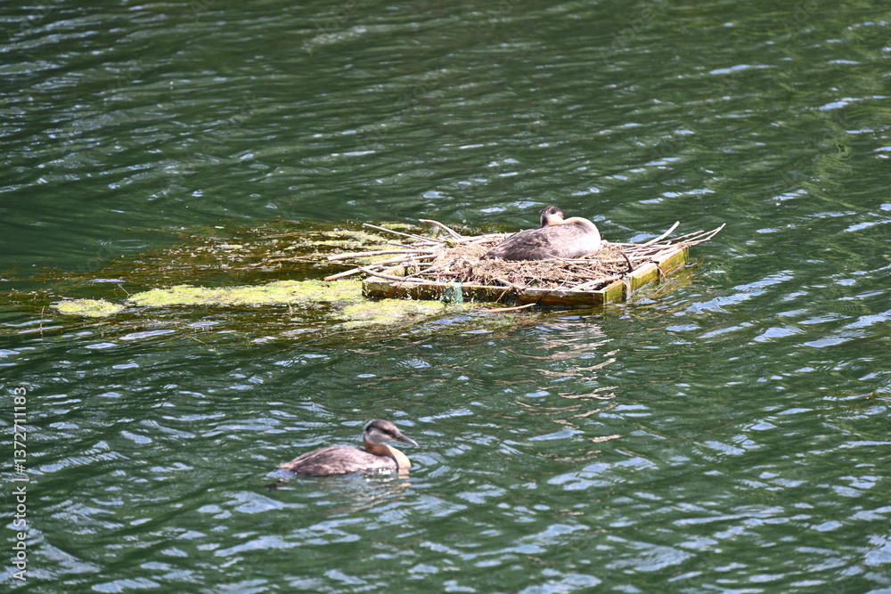 Obraz premium duck in water