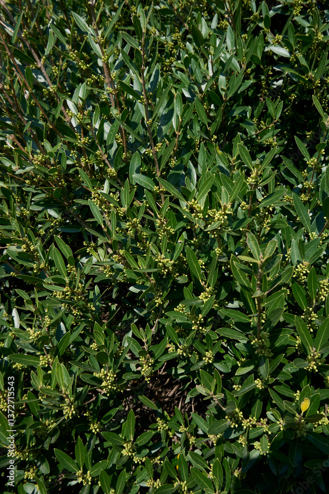 Fototapeta premium Phillyrea angustifolia shrub 