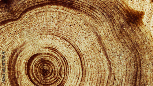Wood pattern, detailed view of wooden texture with natural tree rings of juniper, banner, eco textures earthy tones, dark color, Macro trend, nature growth patterns and organic beauty of material