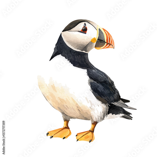 A watercolor vector of a horned puffin, isolated on a white background. Horned puffin vector.

