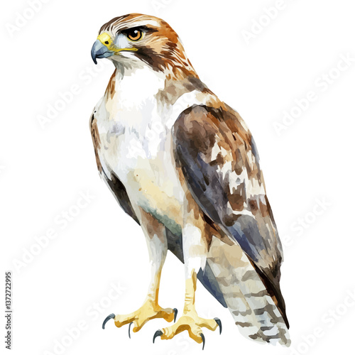 A watercolor vector of a hawk, isolated on a white background. Hawk vector.

