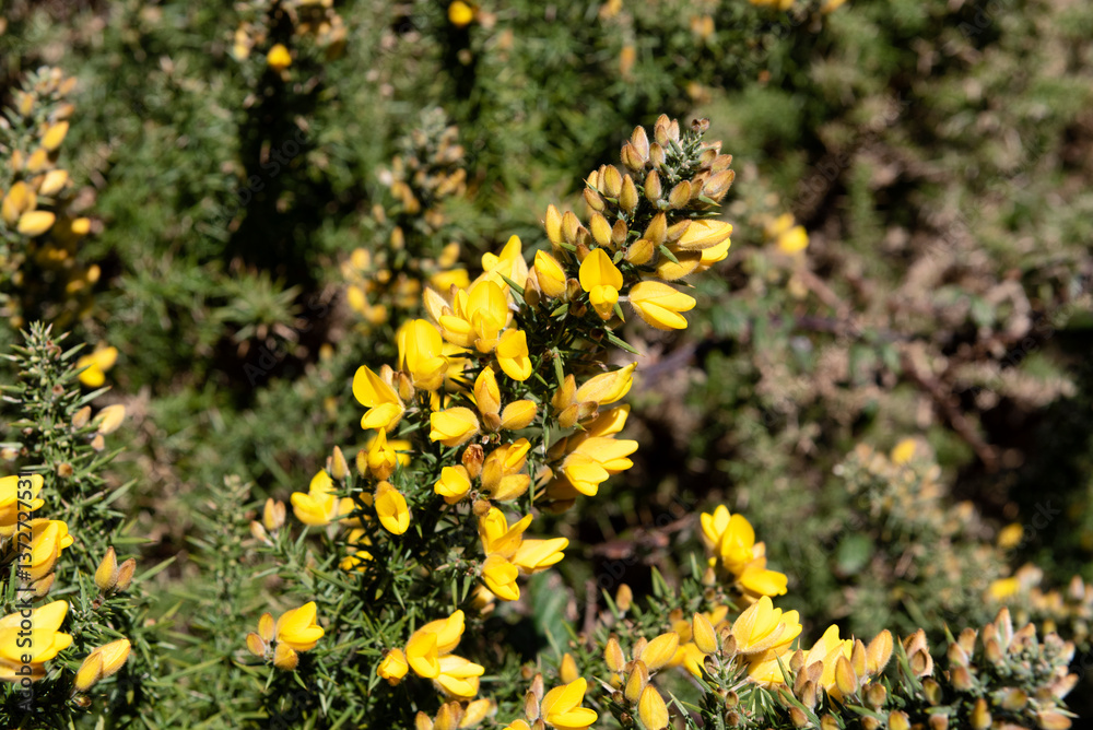 Obraz premium Gorse, Ulex, furze, or whin