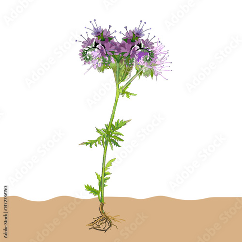 Phacelia flower vector botanical illustration 