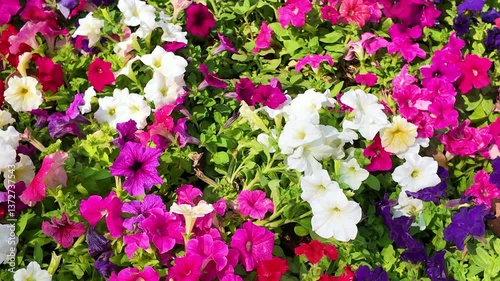 Wallpaper Mural petunia flower pot in garden. pink flower  Torontodigital.ca