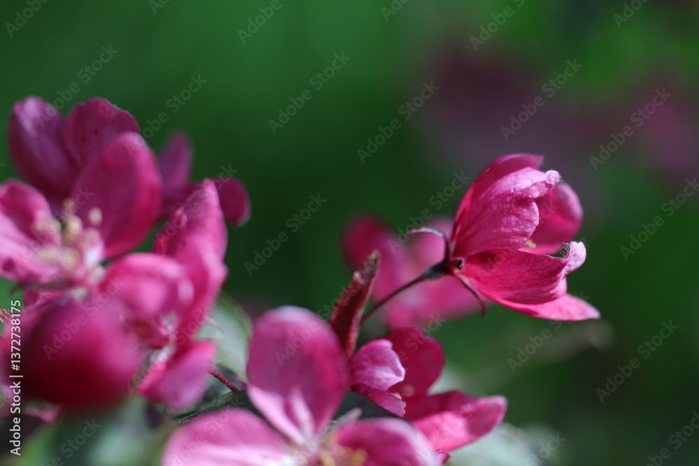 close up of a pink flower, spring flowers in the garden close up of a pink flower, spring flowers in the garden