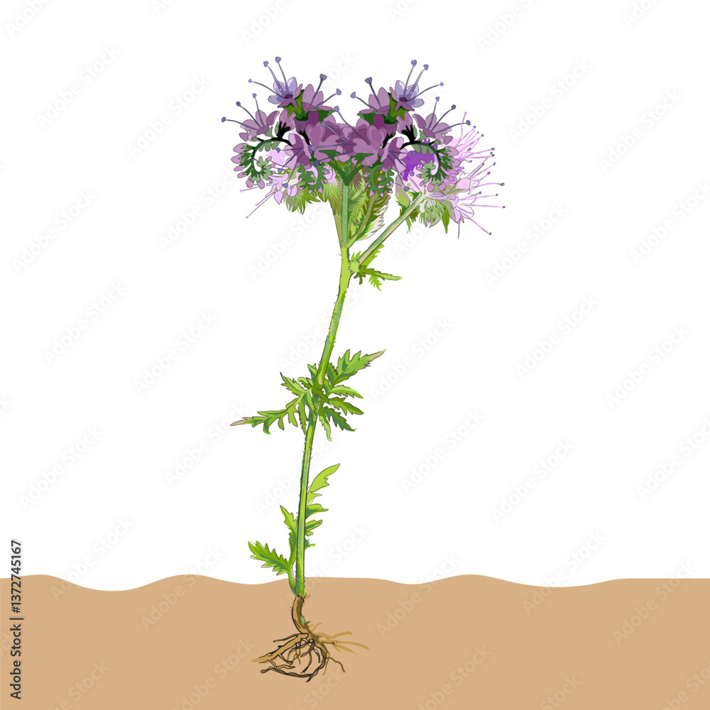 phacelia flower vector illustration 