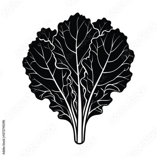 kale on white background.