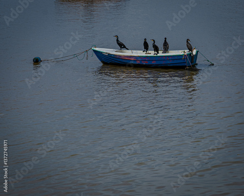 Kormorans on a boat