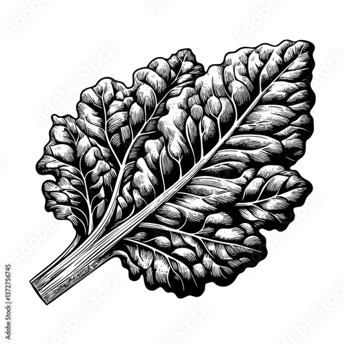 Chard sketch engraving black and white outline. Scratch board imitation.  illustrated in vintage line art style on a white background.