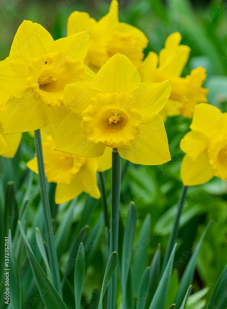 yellow daffodil yellow daffodil