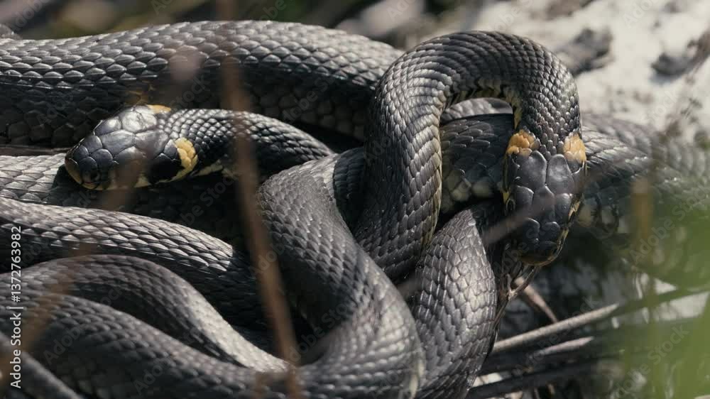 Grass Snakes Resting on Branch in Springtime Grass Snakes Resting on Branch in Springtime