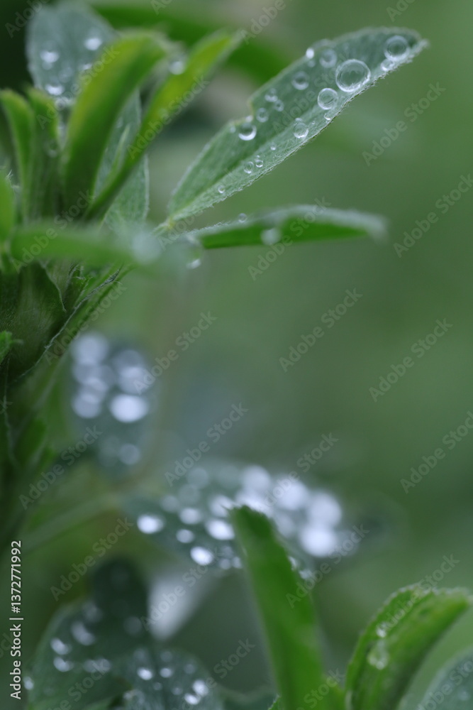 dew on grass, spring grass, water drops, rain weather dew on grass, spring grass, water drops, rain weather