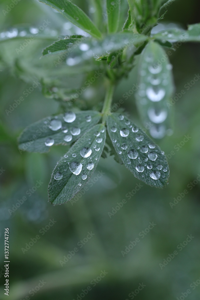 dew on grass, spring grass, water drops, rain weather dew on grass, spring grass, water drops, rain weather