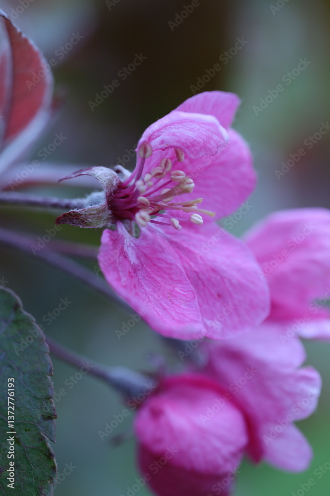Obraz premium close up of a pink flower, spring flowers in the garden