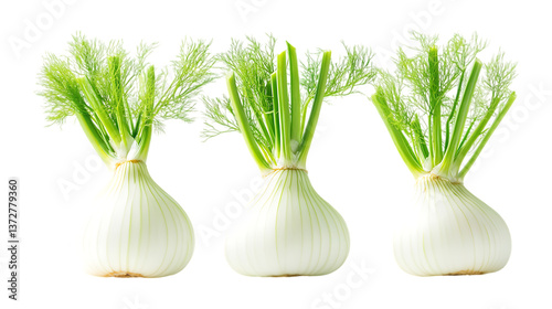 Fennel Set in Three Different Poses on Transparent Background for Cooking Ingredients, Health Benefits, or Vegan Food Illustrations photo