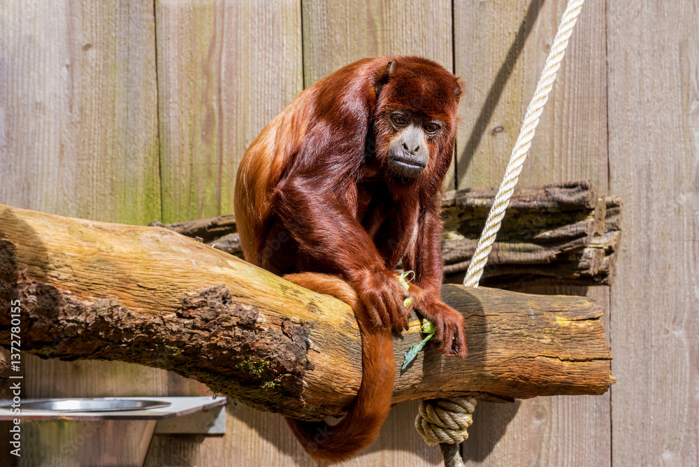 Fototapeta premium Colombian red howler have a robust build, with long, reddish-brown fur