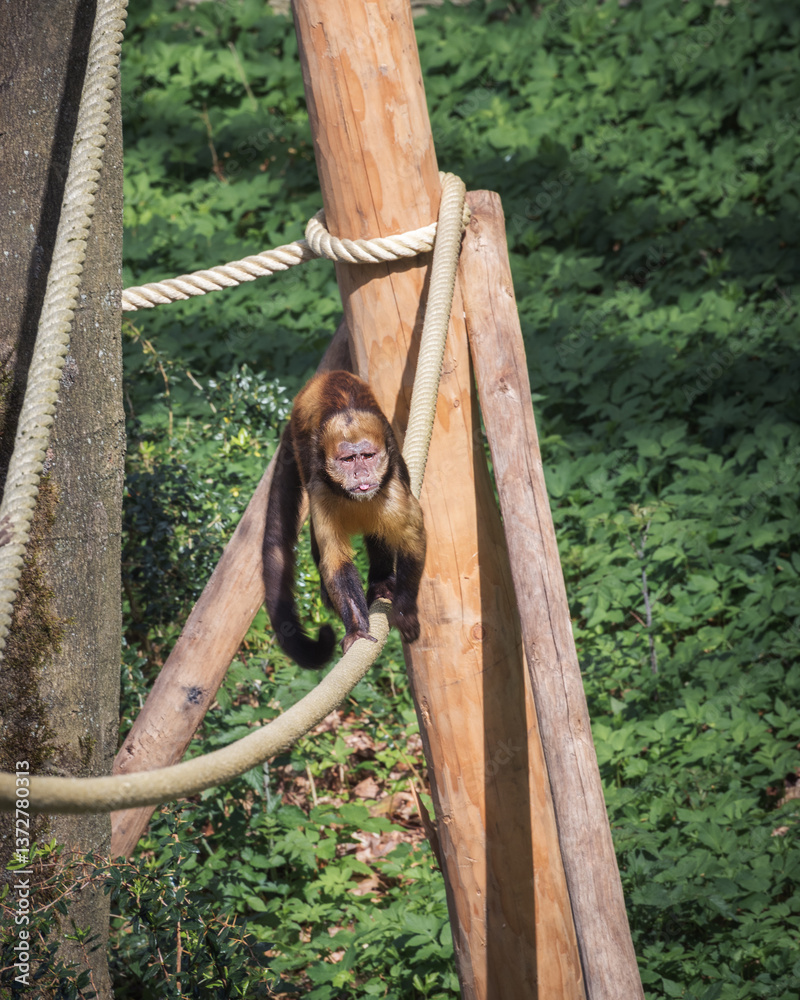 Fototapeta premium Animals park in the Netherlands