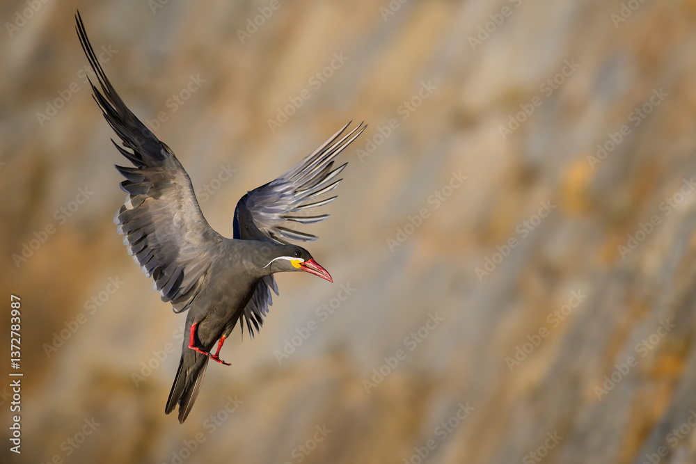 Obraz premium Inca Tern, Larosterna Inca, en la costa del Mar Pacifico, Concon, Chile