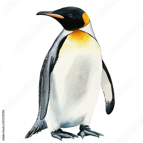 A watercolor vector of an emperor penguin, isolated on a white background. Emperor penguin vector.

