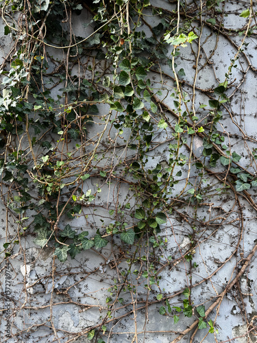Ivy Vines Growing on a Weathered Concrete Wall