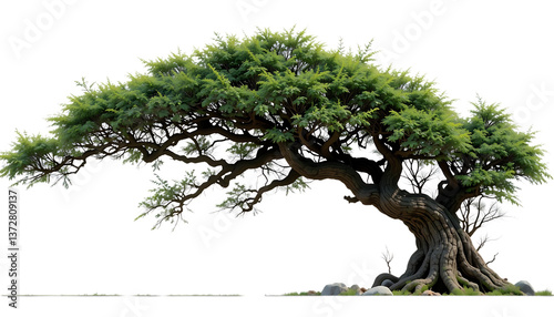 Plakat wilderness tree