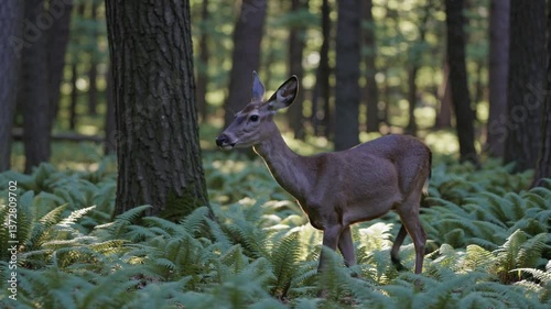 Young deer walking cautiously through lush fern covered woodland, observing verdant forest environment with alert movements amid tranquil green surroundings