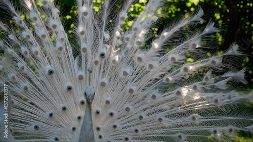 Majestic white peacock spreading luxurious plumage, displaying intricate feather patterns amid verdant park landscape during summer daylight